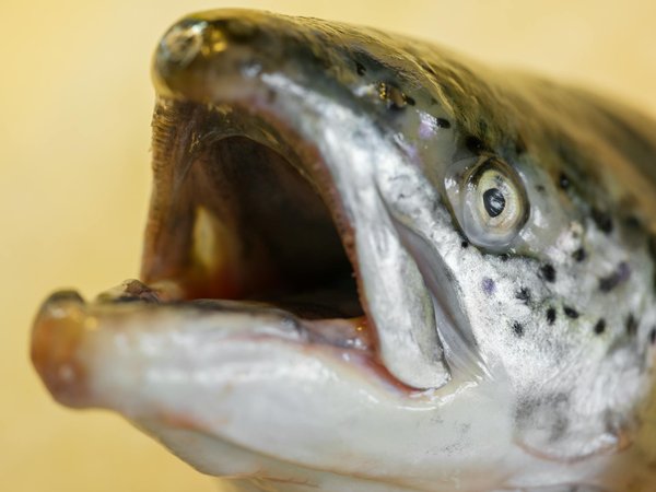 Guide Pratique : Comment les Seniors Peuvent Adapter Leur Routine d'Exercices pour Renforcer Leur Mobilité et Éviter les Blessures